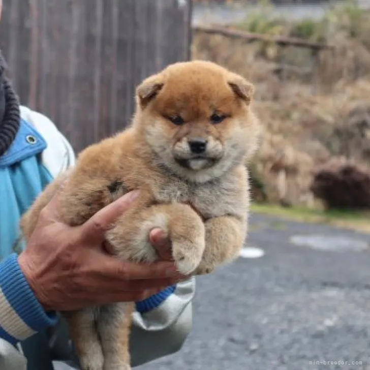 ID:2303-02293の子犬
