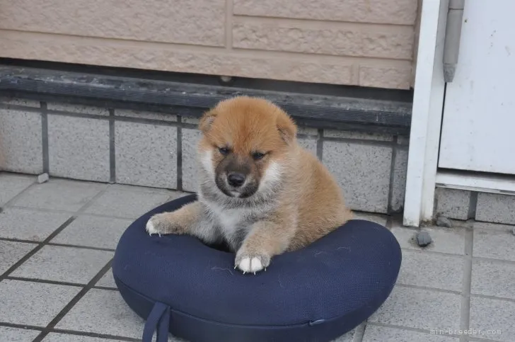 ID:2108-04270の子犬