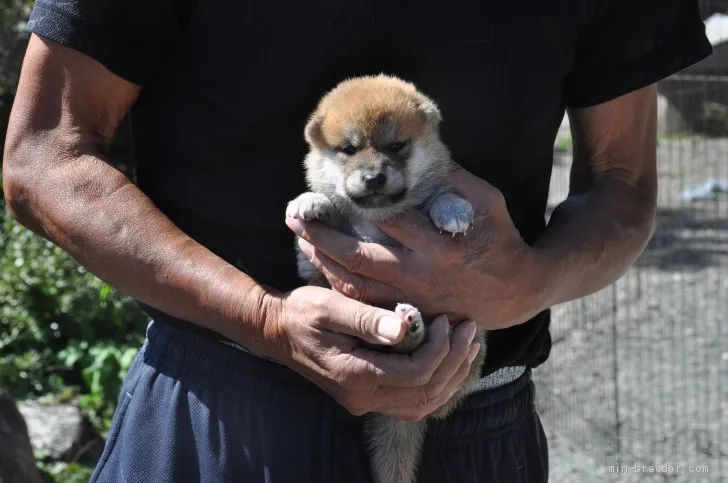 ID：2010-01645の子犬