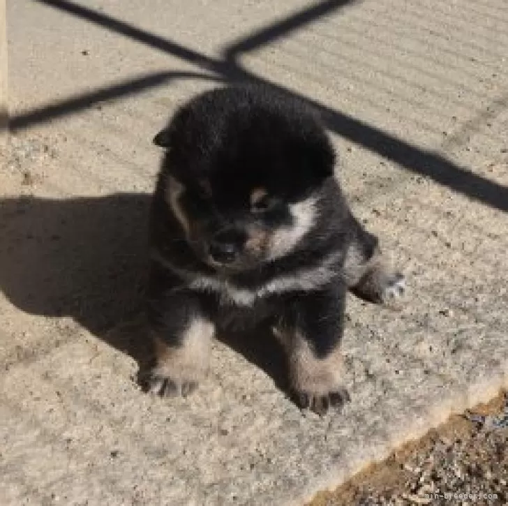 ID：2312-02827の子犬