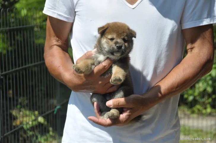 ID:1908-01013の子犬