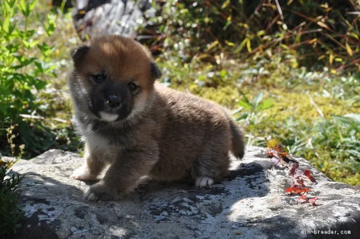 ID:2011-00140の子犬