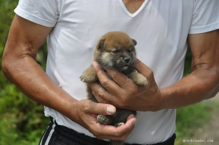 ID:1908-00191の子犬