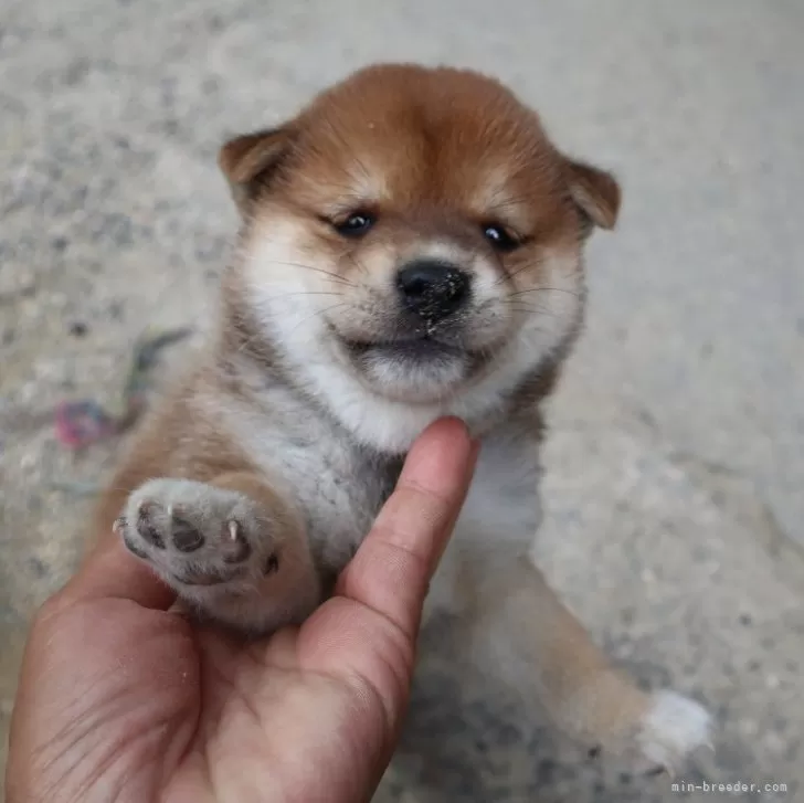 ID:2407-03559の子犬
