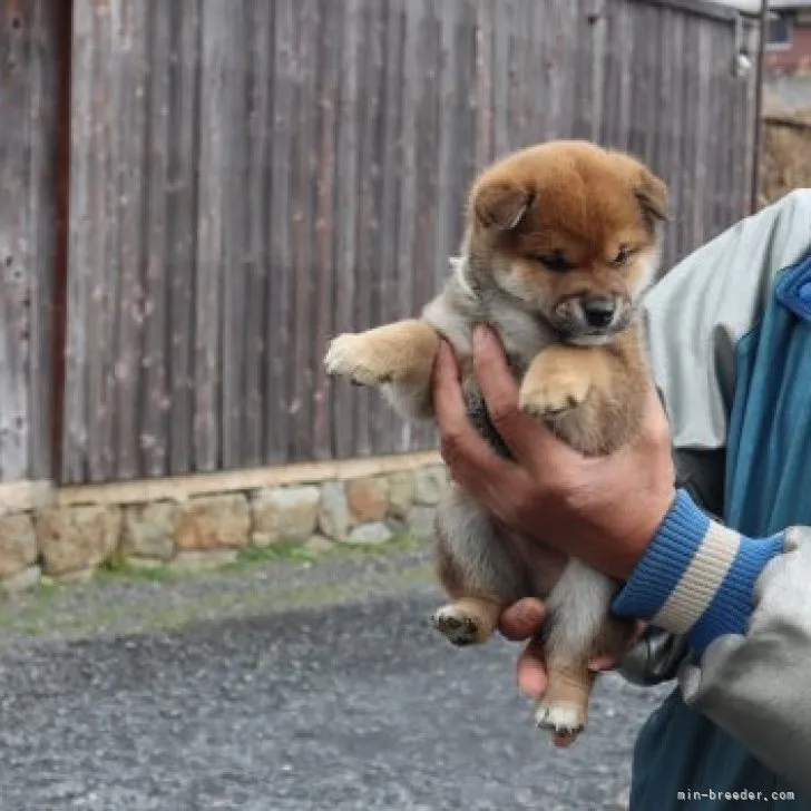 ID:2303-02295の子犬