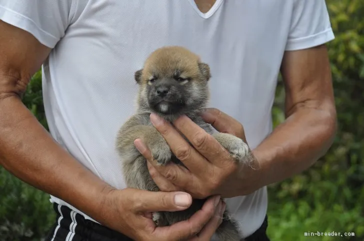 ID:1908-00189の子犬