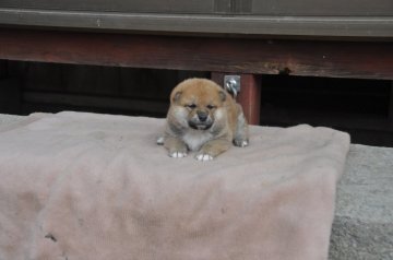 柴犬(標準サイズ)【滋賀県・男の子・2019年2月9日・赤】の写真「優良血統の仔犬です」