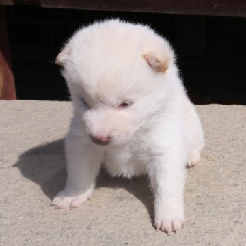 柴犬(豆柴)【滋賀県・男の子・2024年2月10日・白 真っ白ではありません  淡赤】の写真「元気な白の豆柴の男の子です。」