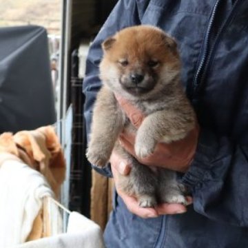 柴犬(標準サイズ)【滋賀県・男の子・2023年1月13日・赤】の写真「きれいな赤の元気な男の子です。」