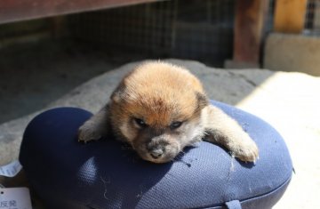柴犬(標準サイズ)【滋賀県・男の子・2022年4月2日・濃い赤】の写真「元気な濃い赤の男の子です」