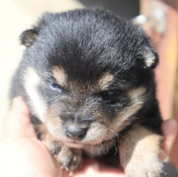 柴犬(豆柴)【滋賀県・男の子・2024年2月17日・黒】の写真「元気な黒の豆柴の男の子です。」