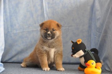 柴犬(標準サイズ)【滋賀県・女の子・2018年9月9日・赤】の写真「きれいな赤になると思います」