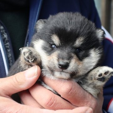 柴犬(豆柴)【滋賀県・男の子・2024年2月21日・黒】の写真「元気な黒の豆柴の男の子です。」