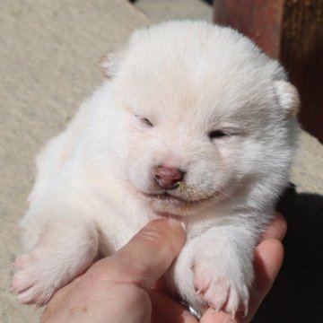 柴犬(豆柴)【滋賀県・男の子・2024年2月17日・白 真っ白ではありません  淡赤】の写真「元気な白の豆柴の男の子です。」
