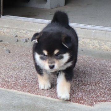 柴犬(標準サイズ)【滋賀県・女の子・2024年2月24日・黒】の写真「元気なきれいな配色の黒の女の子」