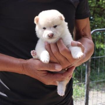 柴犬(豆柴)【滋賀県・女の子・2022年8月26日・白 真っ白ではありません  淡赤】の写真「白っぽい淡赤の女の子です。」