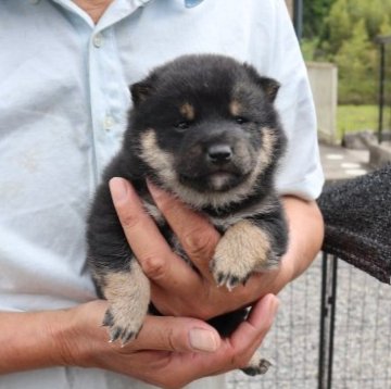 柴犬(豆柴)【滋賀県・男の子・2023年4月10日・黒】の写真「元気な黒豆柴の男の子です」