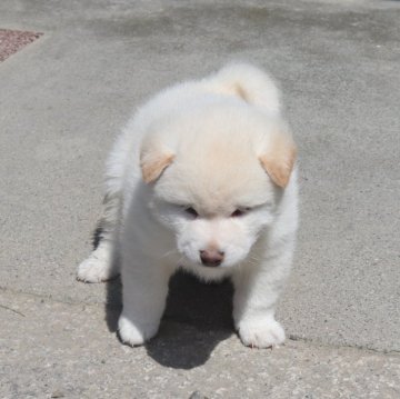 柴犬(標準サイズ)【滋賀県・男の子・2024年2月24日・白 真っ白ではありません】の写真「元気な　ぽっちゃりの男の子」