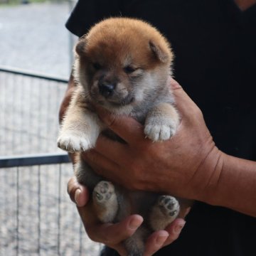 柴犬(標準サイズ)【滋賀県・男の子・2023年7月1日・赤】の写真「きれいな赤の元気な男の子です。」