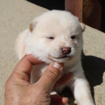 柴犬(豆柴)【滋賀県・男の子・2024年2月17日・白 真っ白ではありません  淡赤】の写真「元気な白の豆柴の男の子です。」