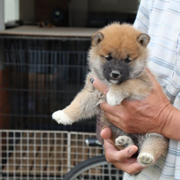 柴犬(標準サイズ)【滋賀県・男の子・2022年4月12日・きれいな赤】の写真「きれいな赤の元気な男の子です。」