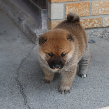 柴犬(標準サイズ)【滋賀県・女の子・2022年4月29日・きれいな赤】の写真「きれいな赤の元気な女の子です。」