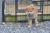 柴犬(標準サイズ)【滋賀県・男の子・2021年7月24日・きれいな赤】の写真2