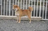 柴犬(標準サイズ)【滋賀県・男の子・2019年6月30日・赤】の写真3「父犬です」