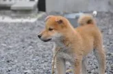 柴犬(標準サイズ)【滋賀県・男の子・2021年7月24日・きれいな赤】の写真3