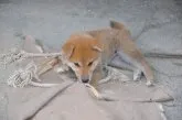 柴犬(標準サイズ)【滋賀県・男の子・2021年7月24日・きれいな赤】の写真4