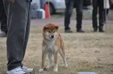 柴犬(標準サイズ)【滋賀県・男の子・2019年6月9日・赤】の写真4「母犬です。」