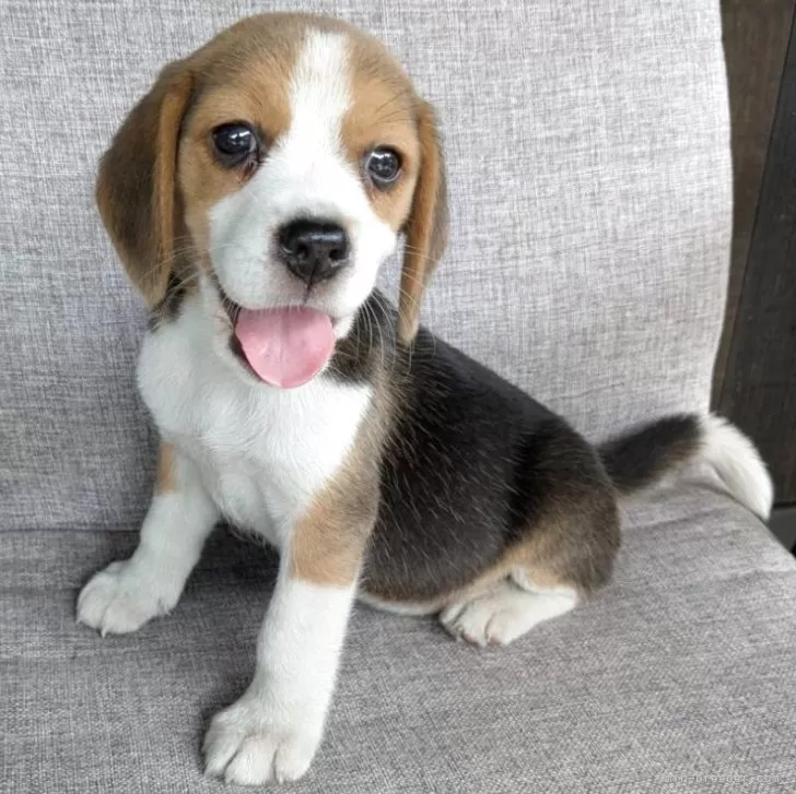 ID:2509-07781の子犬
