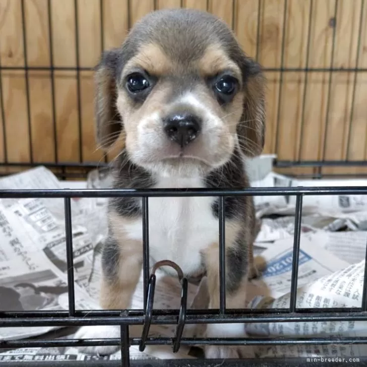 ID:2507-00030の子犬