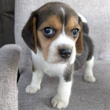 ビーグル【茨城県・男の子・2025年8月13日・ブラックタン&ホワイト】の写真「出会うなら今！間もなくご案内終了デス(^-^)/」