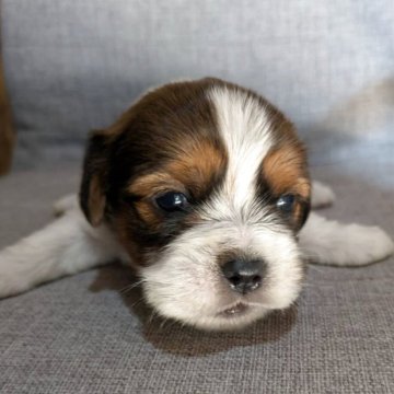 ミックス(シーズー×ビーグル)【茨城県・男の子・2025年11月20日・ゴールド&ホワイト】の写真「稀少のミックス♥是非出会ってほしいです(^ー^)」