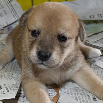 柴ビー(ビーグル×柴犬)【茨城県・女の子・2025年4月1日・赤】の写真「ムクフワおチビちゃん『柴ビー』生まれました！」