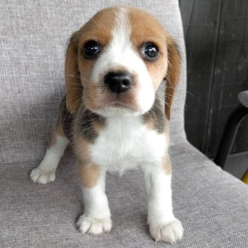 ビーグル【茨城県・女の子・2025年8月13日・ブラックタン&ホワイト】の写真「可愛いお姫様ﾋﾞｰｸﾞﾙちゃん誕生です(^-^」