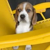 ビーグル