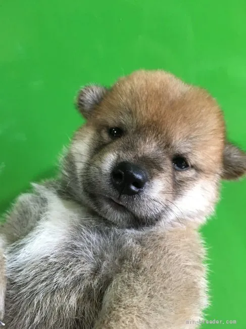 ID:2108-00109の子犬