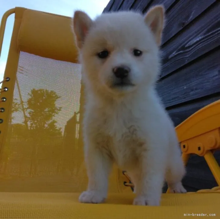 ID：2306-04204の子犬