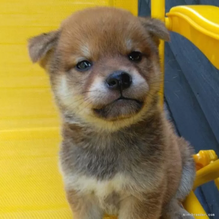 ID:2406-03727の子犬
