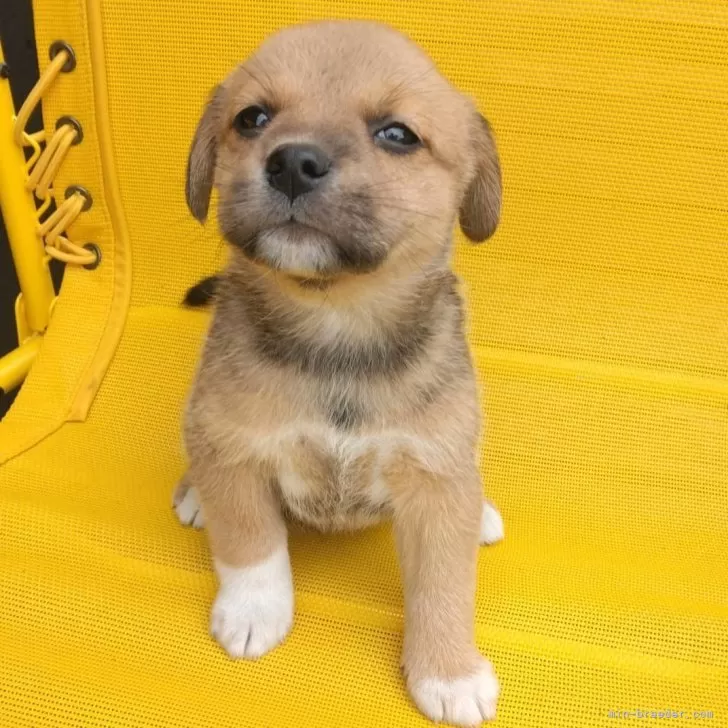 ミックス(ビーグル×柴犬)【茨城県・女の子・2024年2月29日・赤】の写真1