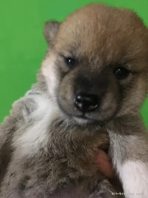 ID：2107-03308の子犬