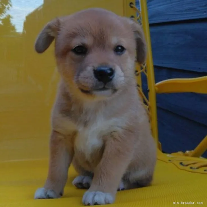 ID：2306-03373の子犬