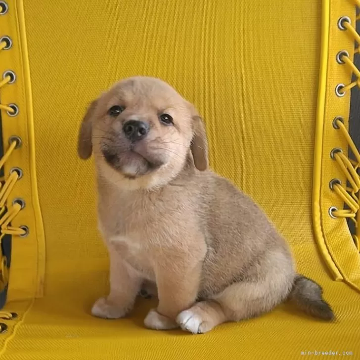 ID:2410-05280の子犬