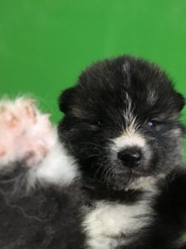 秋田犬【茨城県・女の子・2021年7月25日・虎毛】の写真「骨量抜群&血統優秀!ﾑｸﾑｸ元気に過ごしています♪」