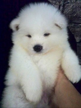 秋田犬【茨城県・男の子・2018年3月28日・白】の写真「骨量抜群!血統優秀で母犬と元気に過ごしてます!」