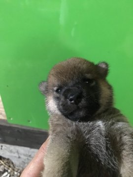 柴犬(標準サイズ)【茨城県・女の子・2021年7月5日・赤】の写真「モコモコ女の子♪柴犬ちゃん♪」