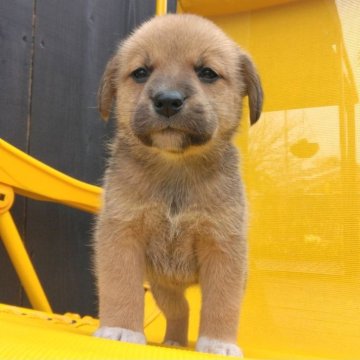 ミックス(ビーグル×柴犬)【茨城県・女の子・2024年2月29日・赤】の写真「柴ビーの女の子！愛くるしいムクムクちゃん！」