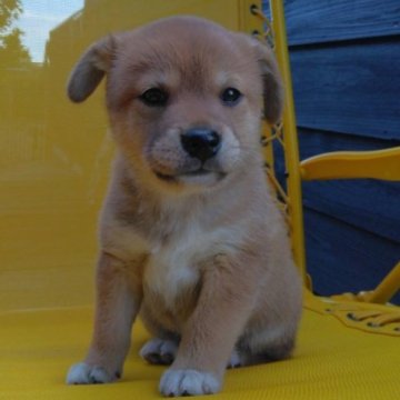 ミックス (柴犬パパミックス✕柴犬ママ)【茨城県・女の子・2023年4月27日・赤】の写真「オススメほぼ柴犬☆ほんのりミックスが可愛い～！」